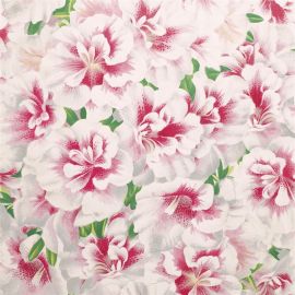 John Derian Wallpaper Variegated Azalea Azalea