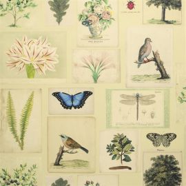 John Derian Wallpaper Flora And Fauna Parchment