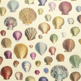 John Derian Wallpaper Captain Thomas Browns Shells Sepia