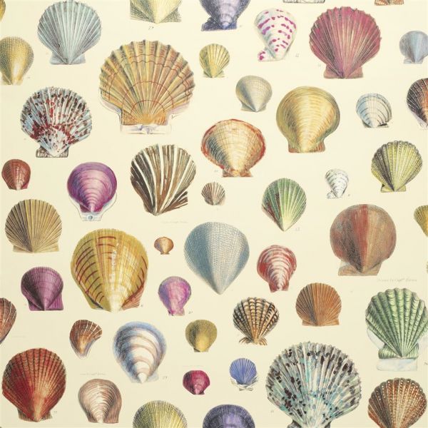 John Derian Wallpaper Captain Thomas Browns Shells Sepia | Allium Interiors